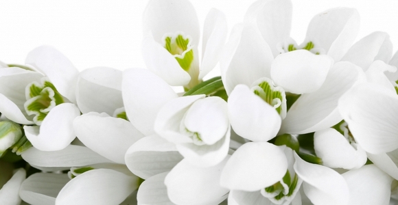 Bílé květy vůně